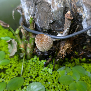 Publication de ArtemusKlegg