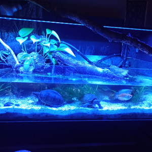 Publication de Balla