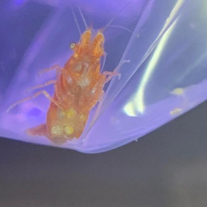 Publication de Fishnships