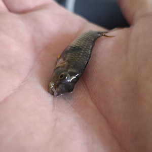 Publication de fuzzytooth