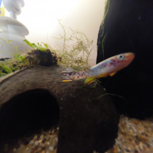 Publication de Killi26