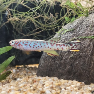 Publication de Killi26