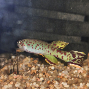 Publication de Killi26