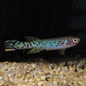 Publication de Killi26