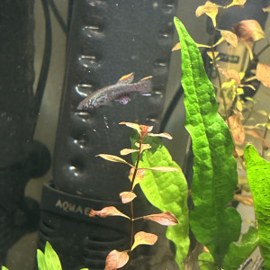 Killies fundulopanchax gardneri nigerianus couple