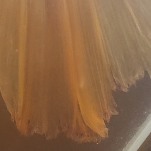 Publication de Nymeria