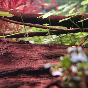 Publication de ThomLA