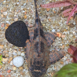 Gibbiceps Pleco voile