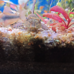 Publication de Kilowat01