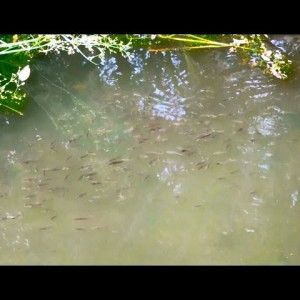 Gambusie anti moustiques