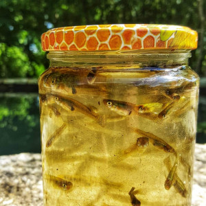 Gambusia Holbrooki / Gambusia affinis