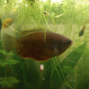 Publication de Yoshi971