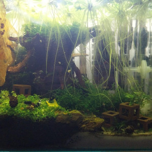 Publication de Yoshi971