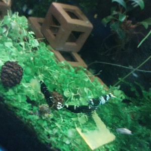 Publication de Yoshi971