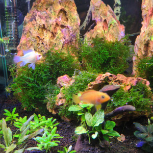 Publication de Stephane06580