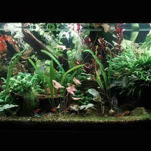 Publication de STK54