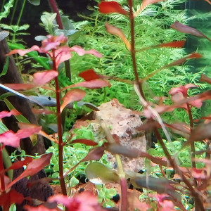 Publication de STK54