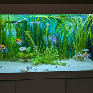 Publication de olivier74210