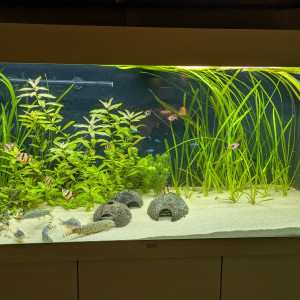 Publication de olivier74210