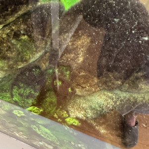 Publication de Laurent66