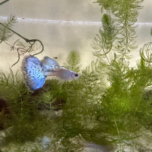 Guppy Blue Grass