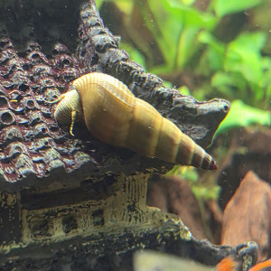 Tylomenia yellow