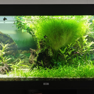 Publication de FabSCH