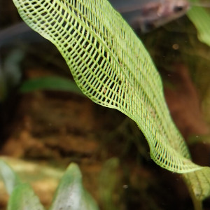 Publication de STK54