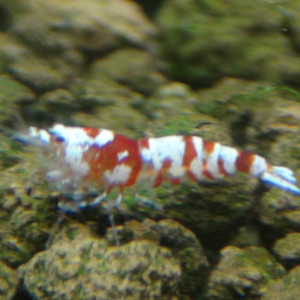 Red Fancy Tiger - Caridina