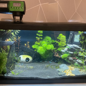 Publication de Tisme