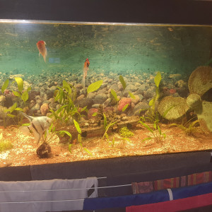 Publication de Bizarro