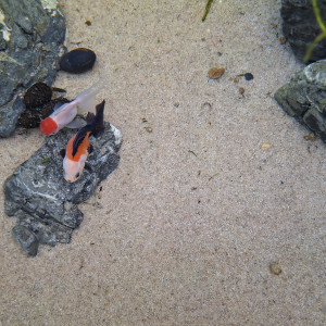 Publication de fuzzytooth