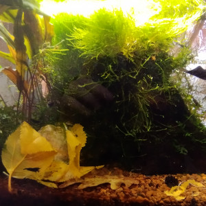 Bac 4 - Spécifique Taiwan bee mix Black - 20