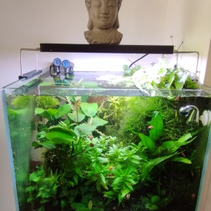 Bac 5 - Spécifique Taiwan bee mix Red - 60