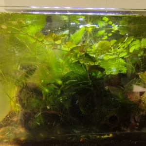 Bac 6 - Spécifique Taiwan bee Blue Bolt - 35