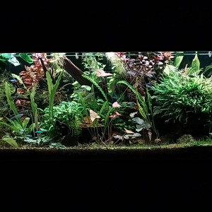 Publication de STK54