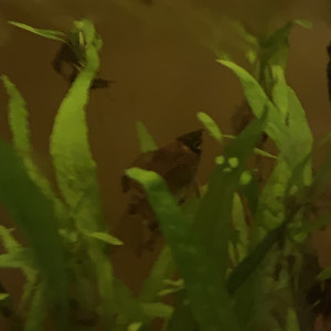 Publication de luciol3