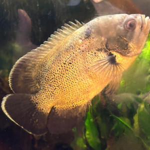 Oscar - Astronotus Ocellatus