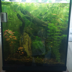 Bac Tanichthys Albonubes