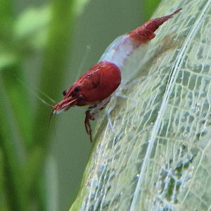 Crevettes Neocaridina Davidi Red Rili