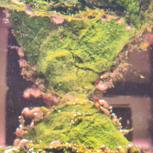 Publication de Loran