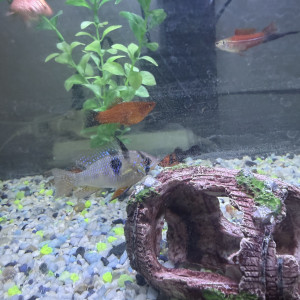 Vends Platy xipho