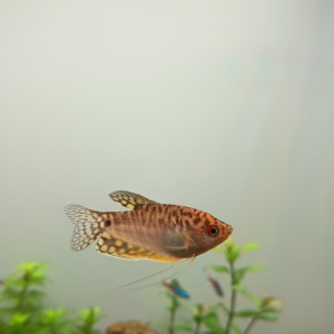 Publication de Barbu62