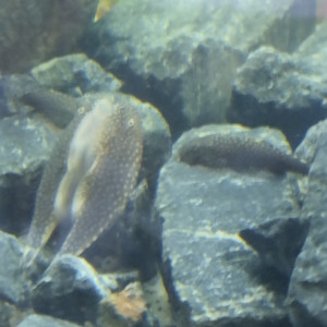 Publication de lolo95