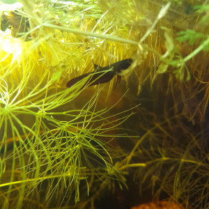 Publication de SayroTDF