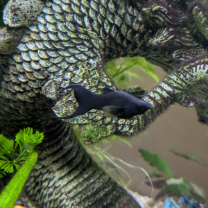 Black molly 3-4mois