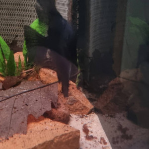 trio scalaires Pinoy black marbré