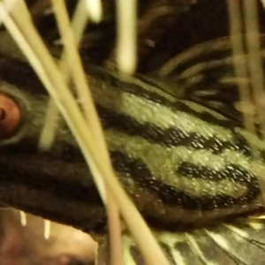 Publication de STK54