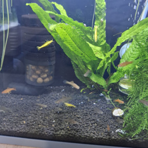 Xiphophorus hellerii ( alvin entre 5 et 7 mois)