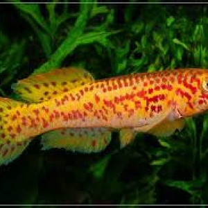vends plusieurs aquariums